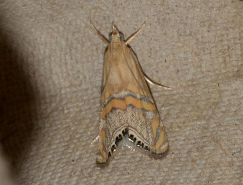 Réf. 258 898 : Euchromius bella